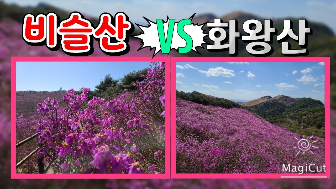 비슬산 vs화왕산 참꽃 상태 (4월8일현재)