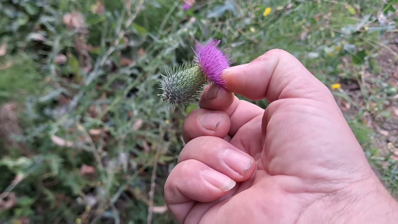 Магарешки бодил какво лекува. 