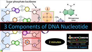 What Are The 3 Components Of Dna Nucleotide? - Youtube