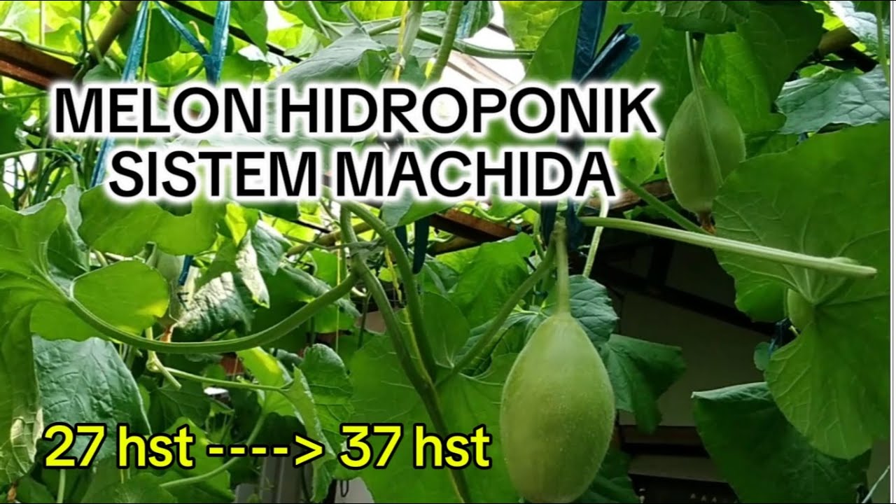 Melon Hidroponik Sistem Machida (2)