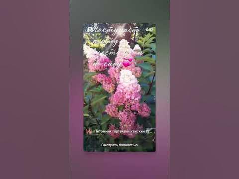 #гортензия #гортензииметельчатые #райскийуголочек - YouTube