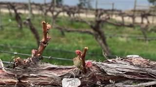 Vineyard Trellis Systems