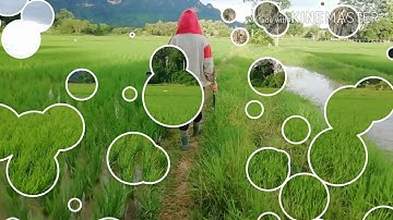 mus saib taub 28 /7/2021