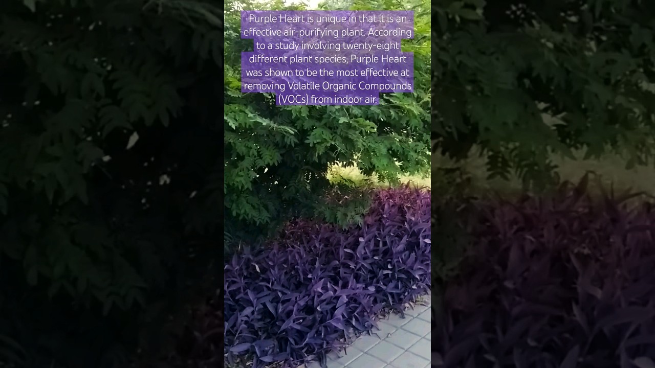 Purple Heart / Tradescantia pallida benefits 