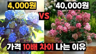 싸구려수국 VS 명품수국, 5가지 결정적 차이점