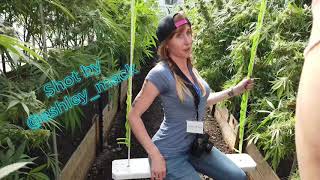 420 Pinups Shoot | Aberdeen, WA 2019