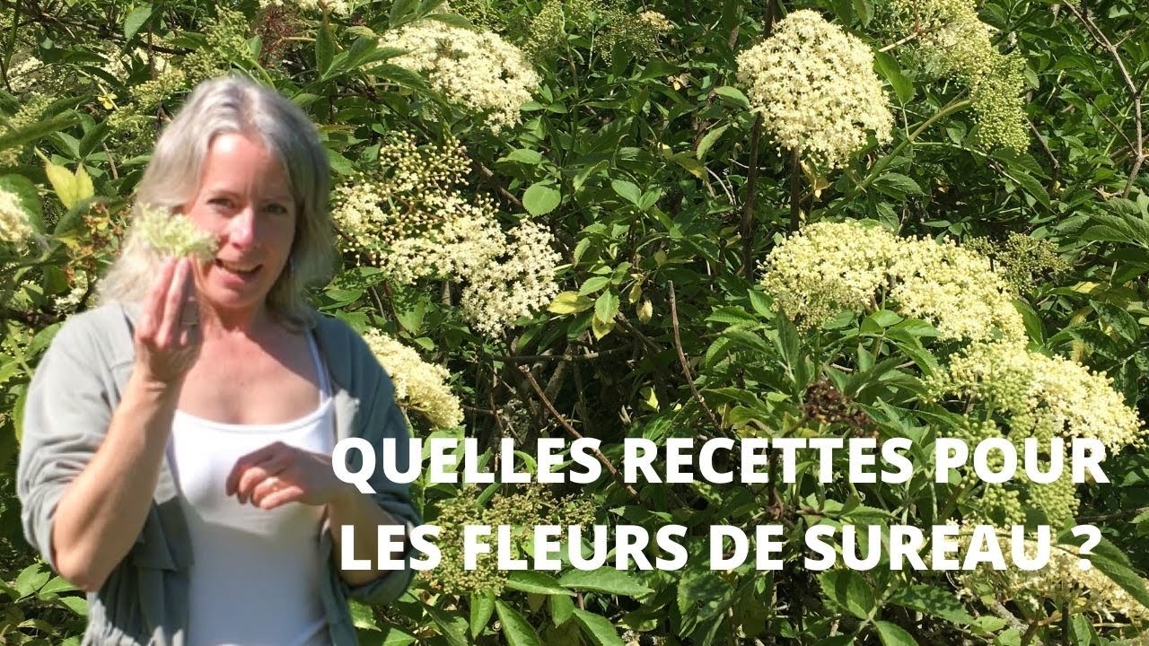 Quelles recettes pour les fleurs de sureau ?