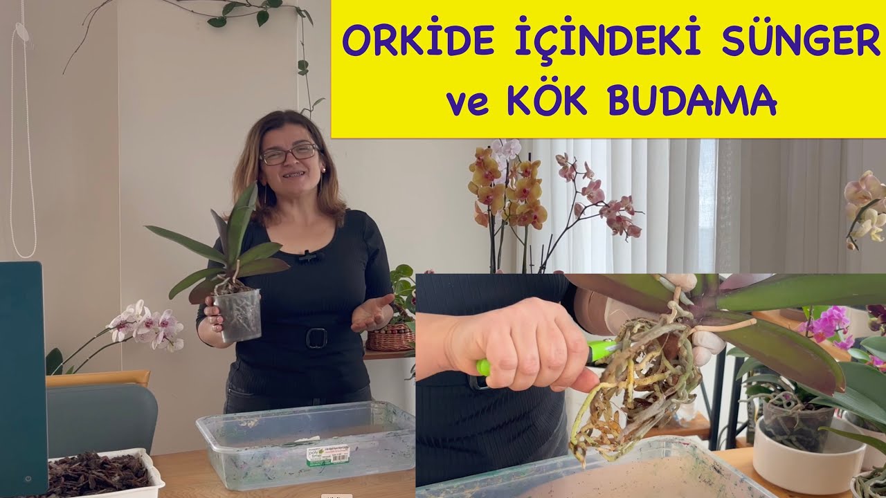 ORKİDE SÜNGERİ BAKIN KÖKLERE NE YAPMIŞ!  #orkide #orkidebakımı #orchid
