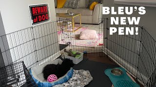 Small Apartment Dog Pen | Bleu’s New Pen!