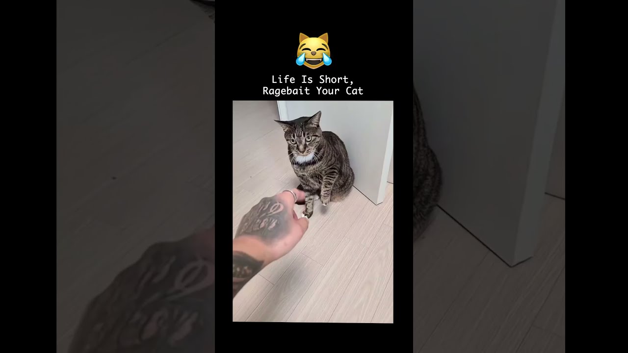 POV: You're Ragebaiting Your Cat