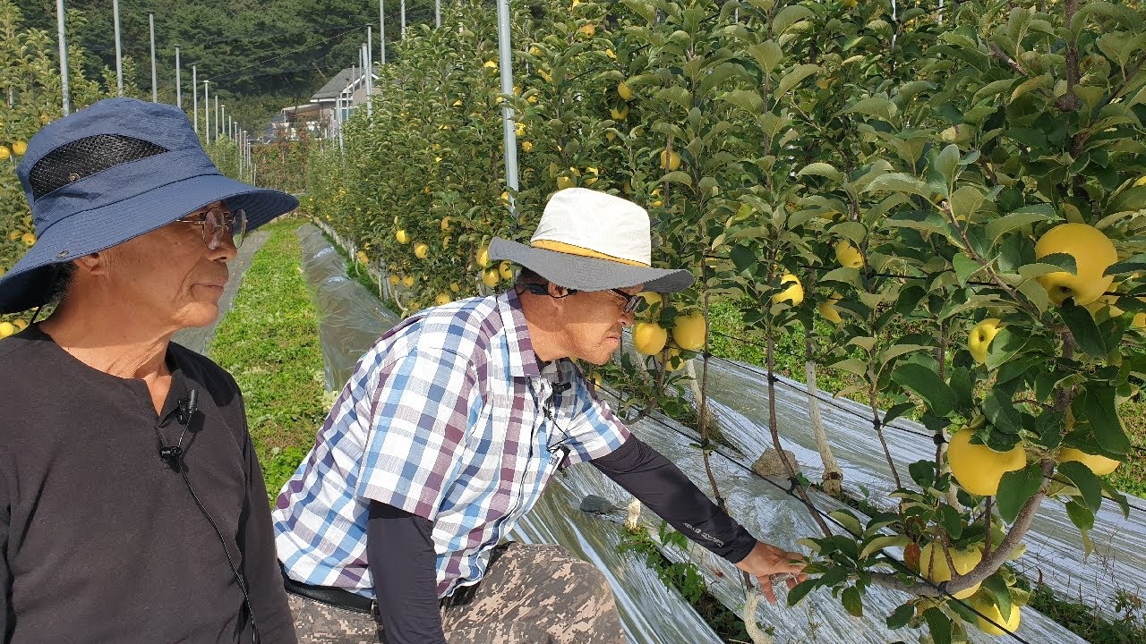 Ведущая яблоневая ферма, часть 3 — ферма Вонджу Мэджи (010-2682-6928)