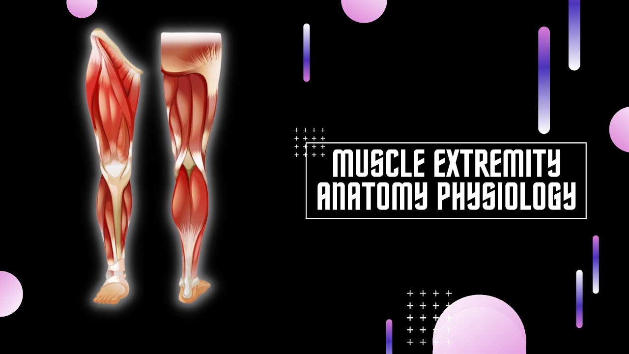 ANATOMY PHYSIOLOGY LOWER EXTREMITY MUSCLES | ANATOMI FISIOLOGI OTOT EKSTREMITAS BAWAH