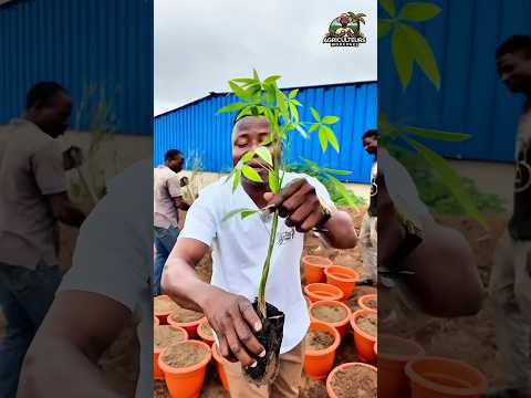 Vidéo YouTube