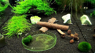 The Overfeeding Mistake Killing Shrimp Tanks