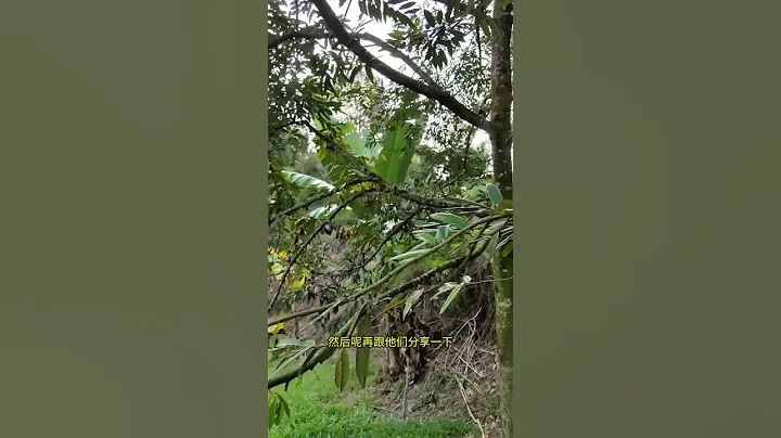 發生土崩後的兩年第一次帶大家來看看這裡的樹況 #榴槤種植 #natural #mydurian #榴槤#貓山王榴槤 #黑刺榴槤 #熱帶雨林 #水果之王 #馬來西亞榴槤 - 天天要聞