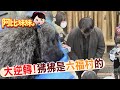 【#阿比妹妹 105搶先看】大逆轉!狒狒是六福村的 園方鞠躬道歉@CtiCSI