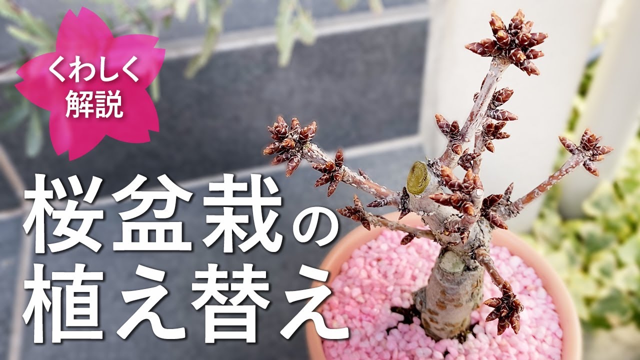 ーくわしく解説ー 桜盆栽の植え替え - YouTube