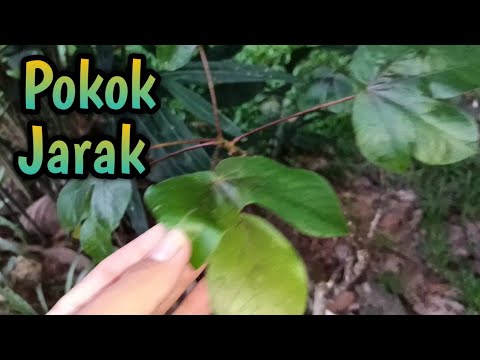 Video: Tanaman Minyak Jarak (tanaman) - Sifat Yang Berguna Dan Penggunaan Tanaman Minyak Jarak, Tanaman Minyak Jarak Dan Minyak Biji, Budidaya