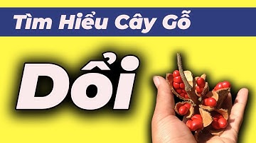 Gỗ dổi là gì, Ứng Dụng đặc tính của gỗ Dổi, Tìm hiểu gỗ Dổi có tốt không ?