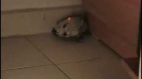 Mousey2
