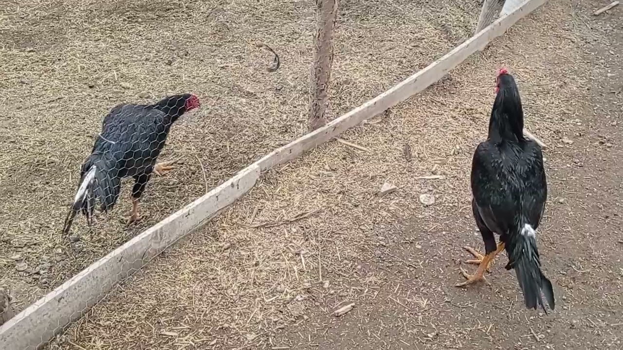 Genç horozların tavuklarla imtihanı yok böyle yavrular maşallah 