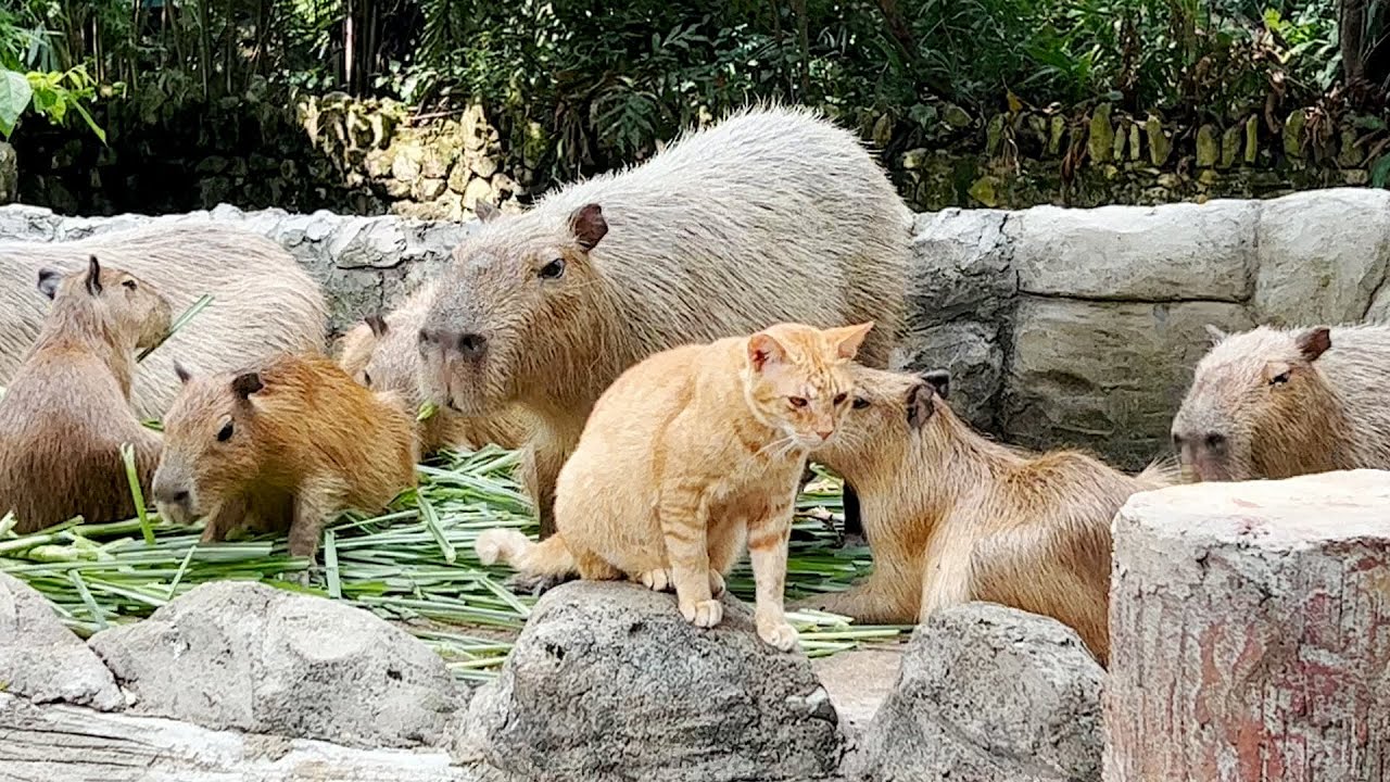 猫が動物園の人気者に カピバラといつも仲良し マレーシア - YouTube