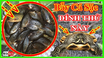 Bẫy Cá Sặc Ao Mới TRÚNG ĐẬM, DÍNH THÊM THỨ DỮ, AI CŨNG MÊ -/ Một Góc Miền Tây vlogs