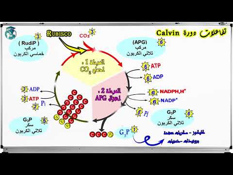 فيديو: كيف تنتج دورة كالفين الجلوكوز؟