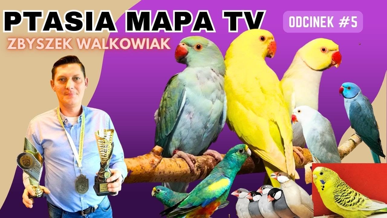 Ptasia Mapa TV #5 Papugi Moja Pasja Zbyszek Walkowiak