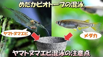 ヤマトヌマエビ Youtube