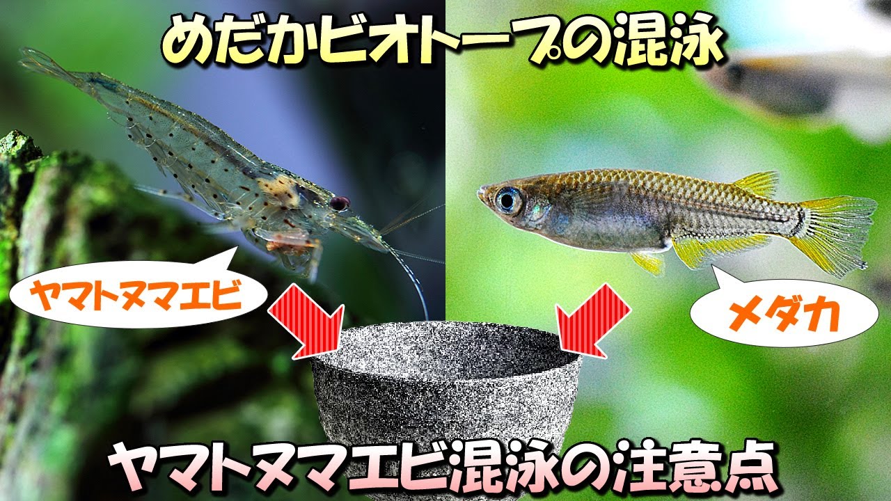 初心者必見 メダカの屋外ビオトープでヤマトヌマエビを混泳する注意点や飼育環境について 最強のコケ取り生体 Youtube