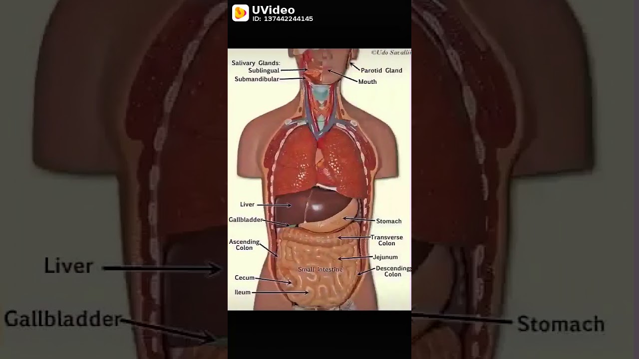 Human anatomy - YouTube