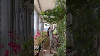 видео: Обрезка бугенвиллии San Diego red variegated картинка: Обрезка бугенвиллии San Diego red variegated