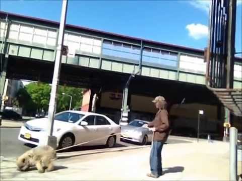 Dog Wont Eat Or Come Back When Called Dog Wont Eat Or Come Back When Called