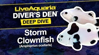 LiveAquaria® Diver’s Den® Deep Dive: CaptiveBred ORA® Storm Clownfish (Amphiprion ocellaris)