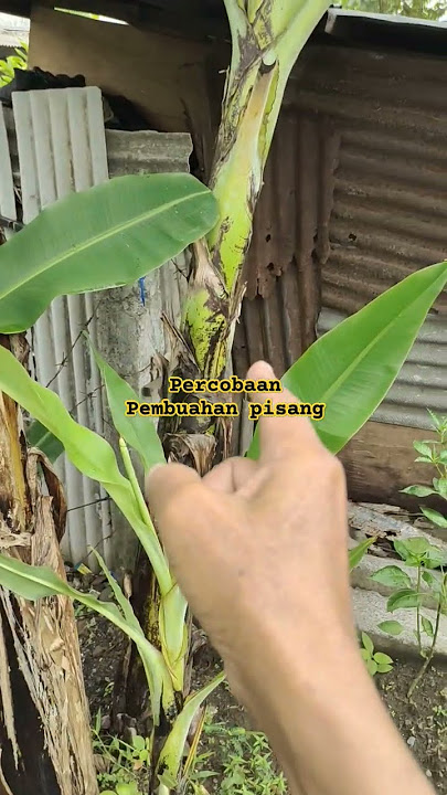 Results of banana fertilization experiments.