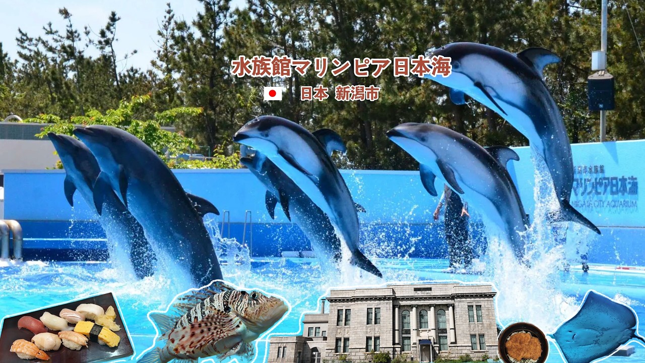 新潟市｜水族館マリンピア日本海｜歷史博物館｜みなと工房｜查理胖胖Charlieppcm