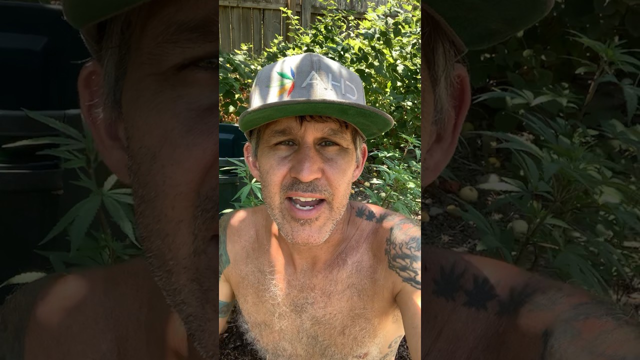 Examining Morphology on Chocolate Thai - Plus Lemon Hashplant Info