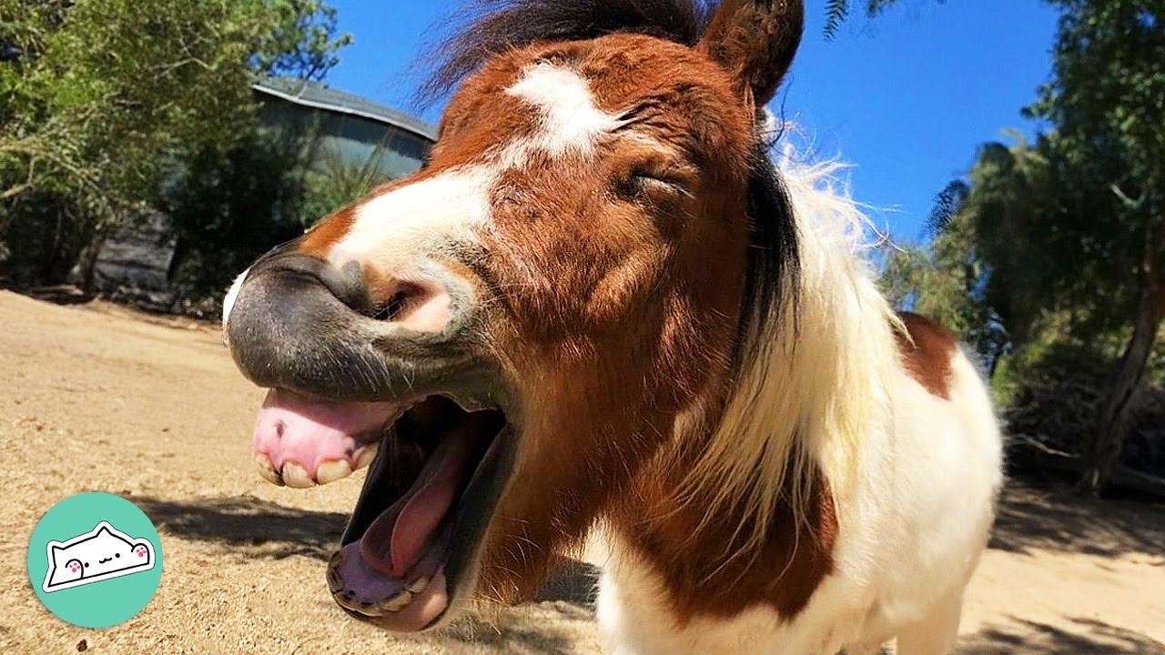 Mini Horse Rescued From Slaughter Turns Out Into Clown | Cuddle Buddies