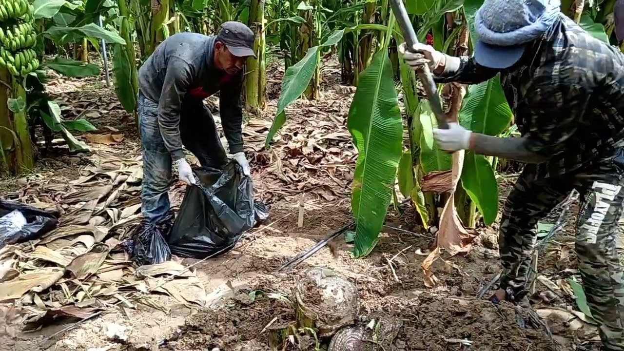 طريقه التخلص من أخطر مرض للموز على مستوى العالم(مرض بنما او الفيوز يم)