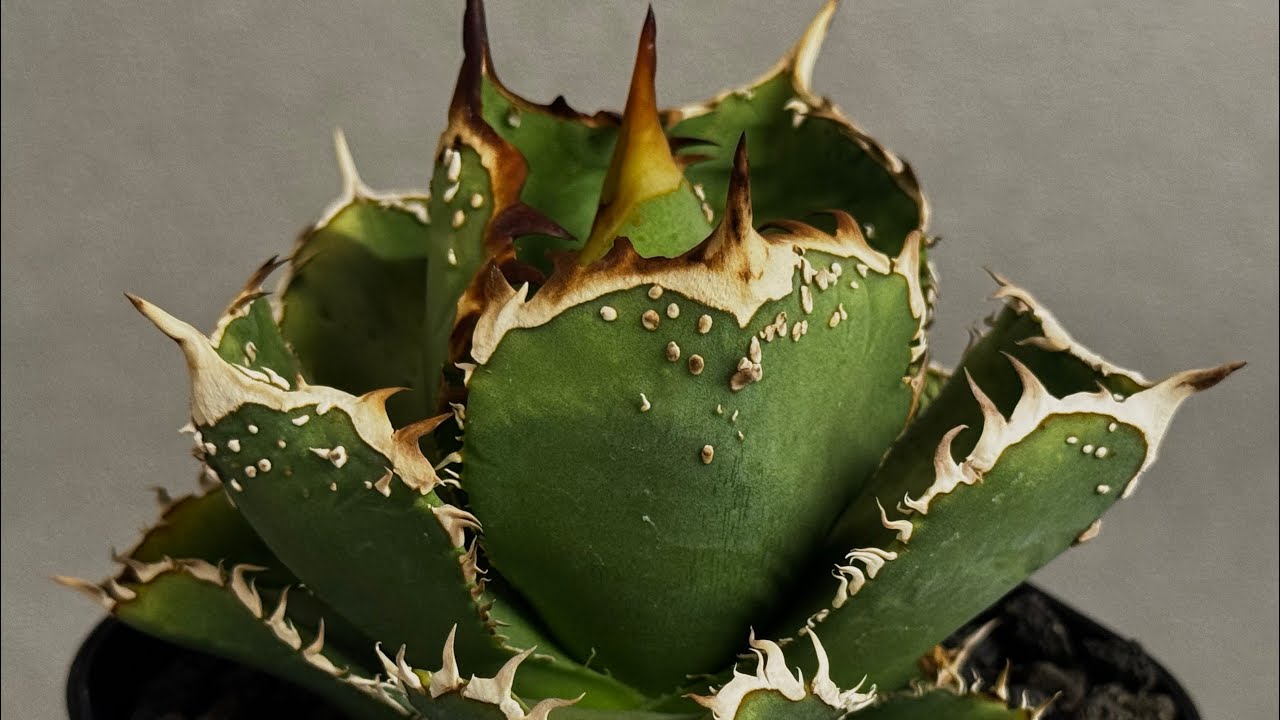 アガベ・チタノタ 天狼星(シリウス)-009｜agave titanota sirius |