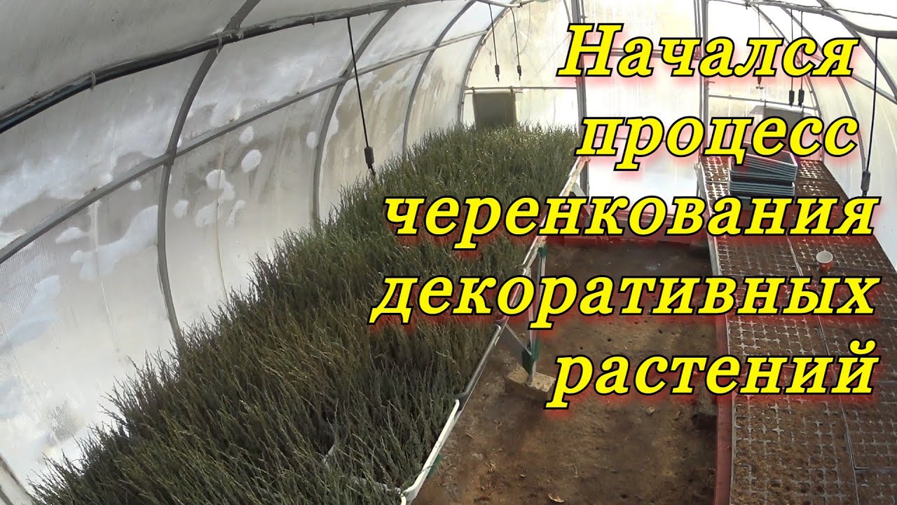 Начал процесс черенкования декоративных растений... - Пару важных нюансов.