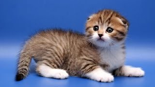 Мультфильмы для детей котята Мультфильмы для детей котята