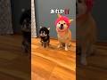 鬼は外ー👹🐶✨#柴犬 #チワワ #shorts