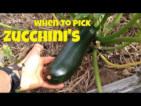 Zucchini a.k.a. Koosa - This delicious vegetable is famous around the globe. It's one of those rare . 