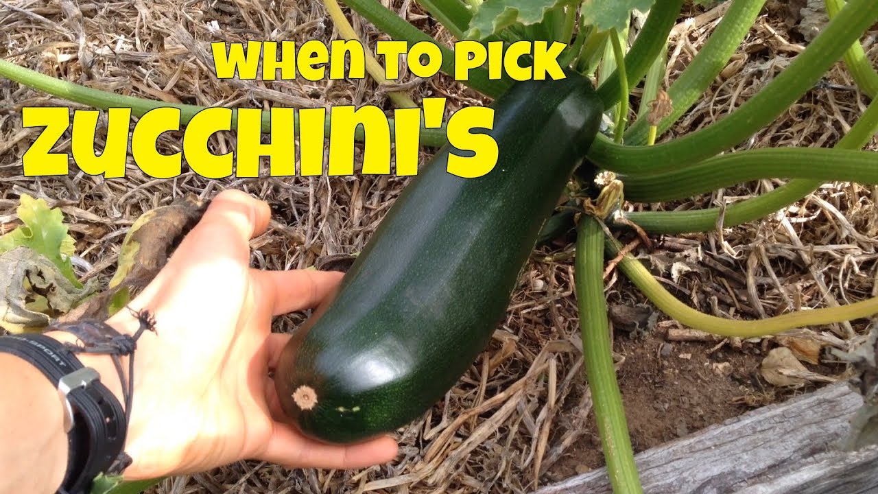 zucchini pick when