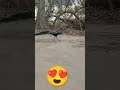 Manike Mange Hithe Manike Thank God Nora Fatehi Sidharth Malhotra Short Short Status Peacock 