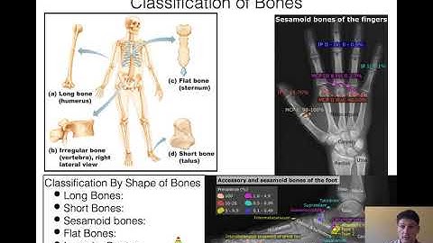 NAU BIO 201 - Lecture 10 - Bone Part 1