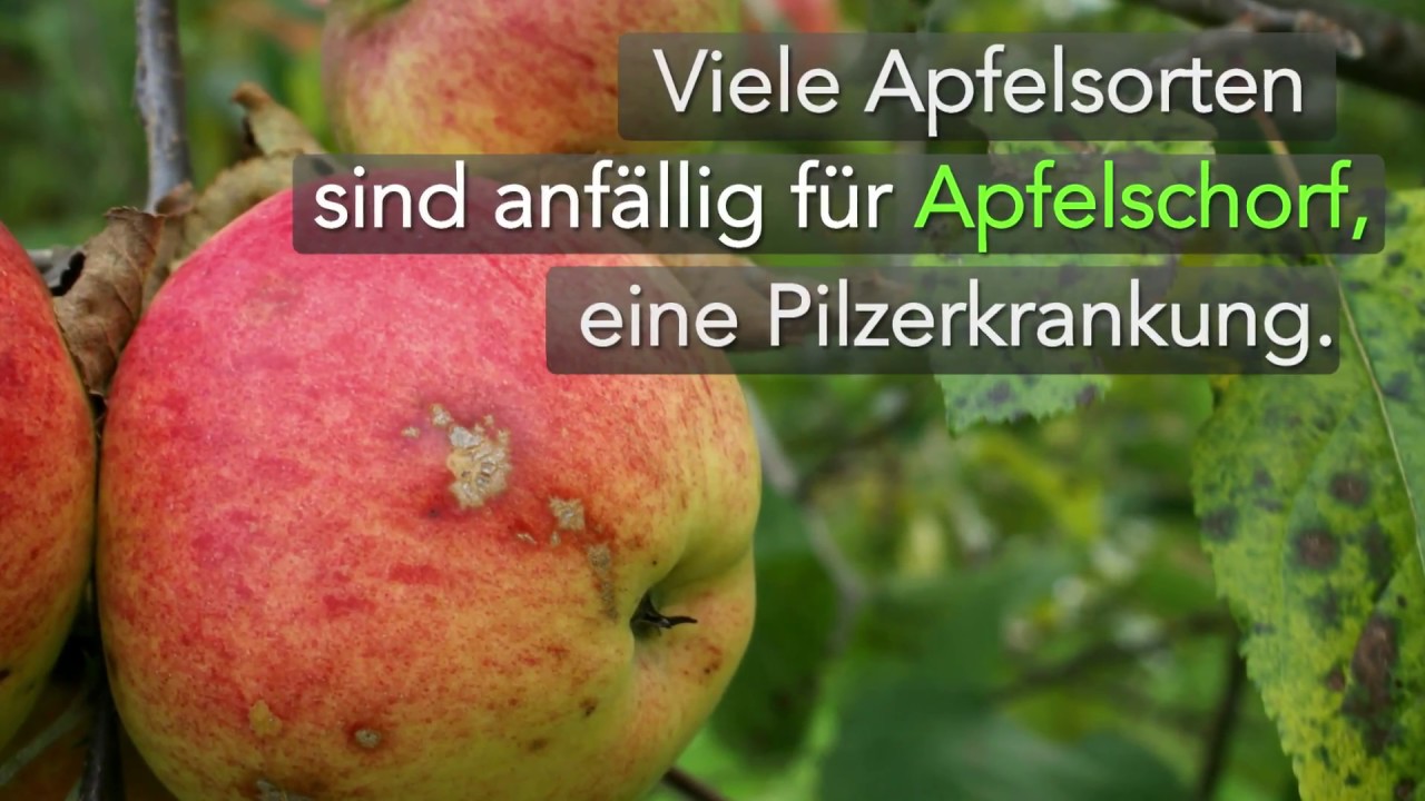Apfelschorf - Lexikon - transgen.de