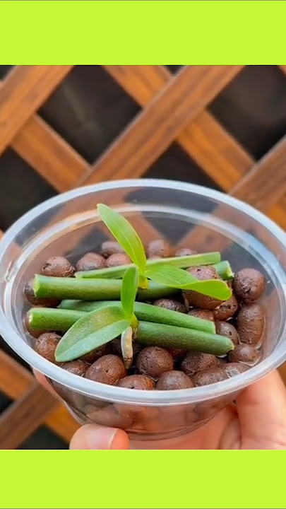 Growing orchids with Leca balls#short#shorts